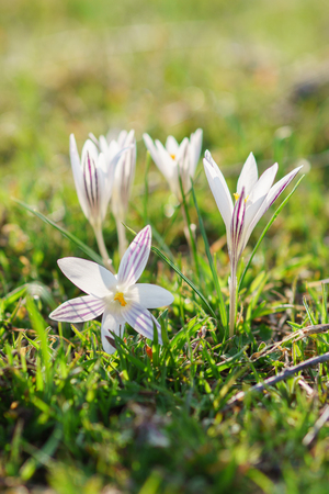 Beautiful forest primrose crocus flower on sunny spring forest glade with bokeh background.の写真素材