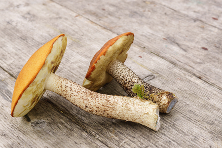 Raw boletus mushrooms on rustic wooden table.の写真素材