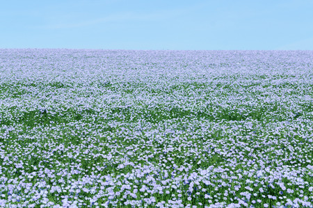 Flax flowers. Flax field, flax blooming, flax agricultural cultivation.の写真素材