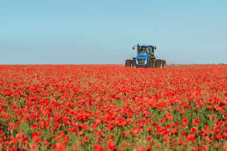 Blue tractor in the field of red poppies. の写真素材