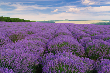 Moldavian hills landscape with lavender field in summer.の写真素材