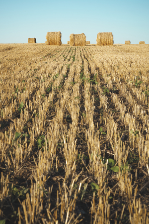 Hay bale on field with wheat straw and sky, rural landscape in the agriculture farm land at summer.の写真素材