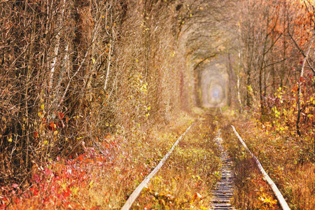 Fall autumn tunnel of love. Tunnel formed by trees and bushes along a old railway in Klevan Ukraine.の写真素材