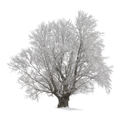 Beech tree covered with hoarfrost or snow at winter isolated on white.の写真素材