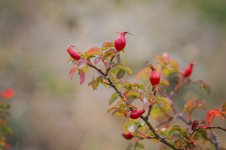Twig with red rose hips on a dog-rose rosa canina rosehips on blurred nature background.の写真素材