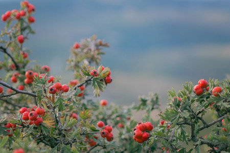 Branches of hawthorn bushes, red hawthorn berries crataegus wild fruit in october.の写真素材