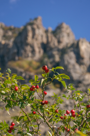 Red rose hips on a dog-rose rosa canina rosehips on mountain background.の写真素材