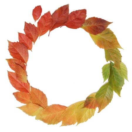 Autumn leaves rainbow color gradient circle composition isolated on white.の写真素材