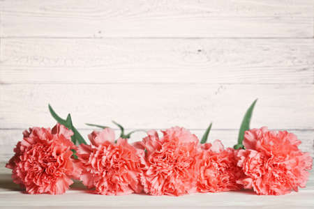 Pink carnation flower on white wood background with space for text.の写真素材