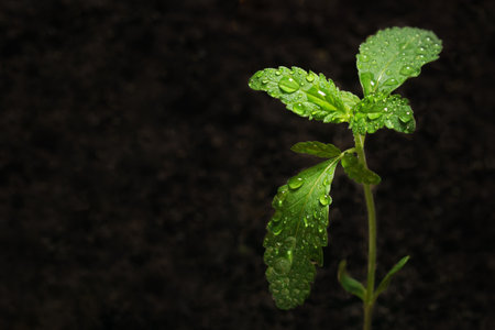 Marijuana seedling in the ground, Ð° cannabis small plant. Hemp cultivation.の写真素材