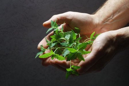 A small cannabis sprouts in the male hands.の写真素材