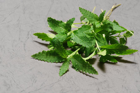 Marijuana cannabis small plant over gray background.の写真素材