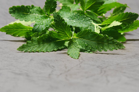 Marijuana cannabis small plant over gray background.の写真素材