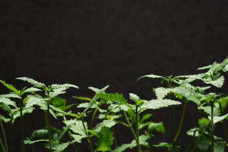 Marijuana seedling, Ð° cannabis small plant. Hemp cultivation. Background with space for text.の写真素材