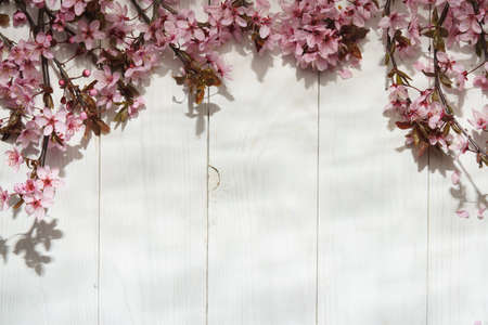 Flowers composition. Cherry blossom flowers on white wood background. Flat lay, top view, copy space.の写真素材