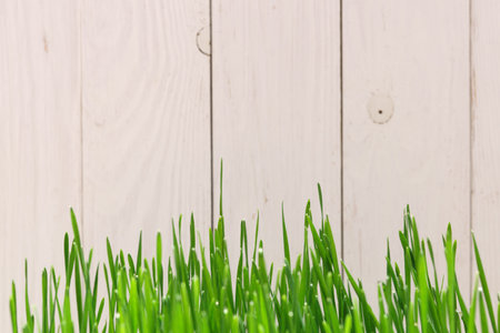 Fresh spring green grass over white wood fence background.