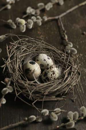 Quail easter eggs in nest with willow branches on rustic wood table with copy space. Spring, Easter or healthy diet organic food concept. Shallow focus.の写真素材