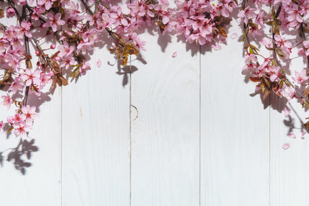 Spring blooming cherry branch on white vintage wood background with sunlight.の写真素材