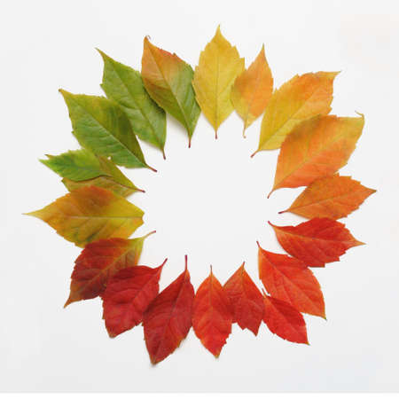 Colorful autumn leaves in a circle arranged on white. Autumn season change concept.の写真素材