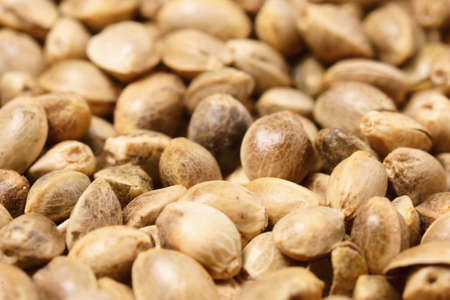 Cannabis Marijuana Seeds as background. Macro with sallow focus close-up shot.の写真素材