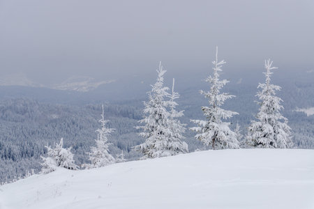 Fir trees covered with hoarfrost and snow in mountains. Winter Christmas mood.の写真素材