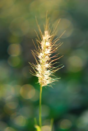 grass macoの写真素材