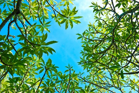 the sky under the treeの写真素材