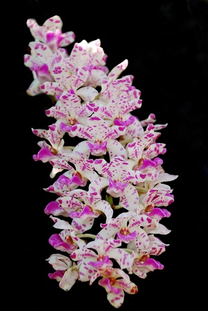 pink orchid の写真素材