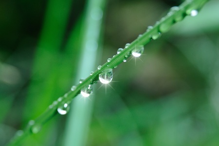 dew maco on the grassの写真素材