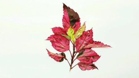 Colour of leafs