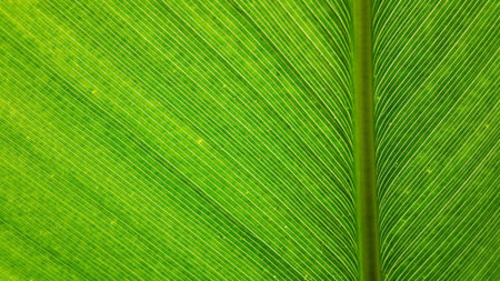 Line on leaf