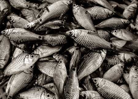 small fishes backgroundの写真素材