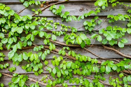 Green leaves backgroundの写真素材