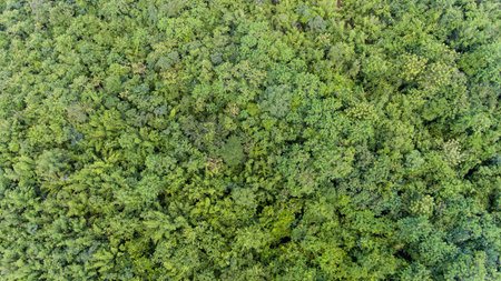 Aerial view of the forest.