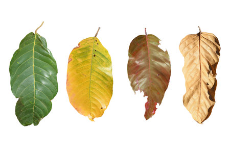 leaves isolated on white background