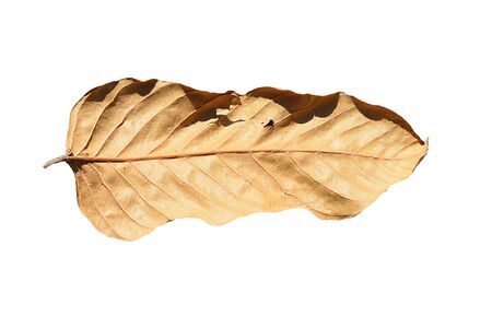 Dry leaf isolated on white background.の写真素材
