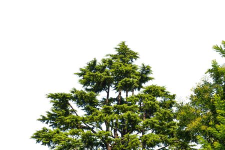 Tree isolated on white backgroundの写真素材