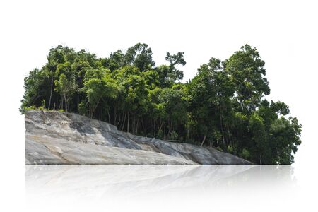 Tree isolated on white backgroundの写真素材