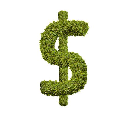 Money tree isolated on white background .の写真素材