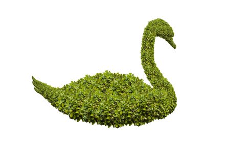 swan shaped bushes on white backgroundの写真素材