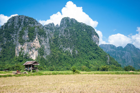 Rice field in Vang Vieng, Laos