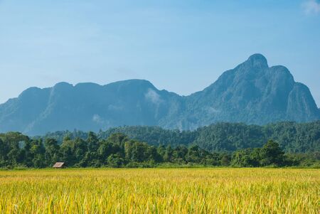 Rice field in Vang Vieng, Laosの写真素材