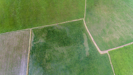 Aerial view of a rice fields