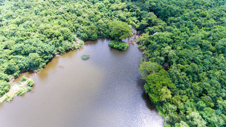 Aerial view of the forest.