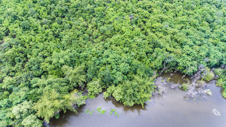 Aerial view of the forest.