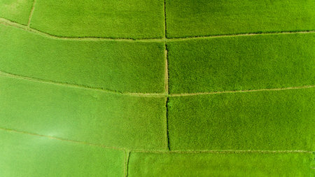 Aerial view of a rice fields