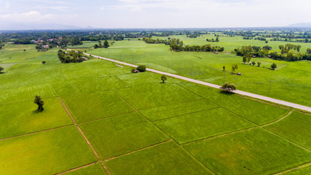 Aerial view of a rice fields