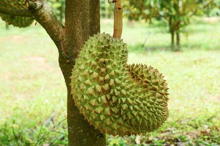 Durian tropical fruit on durian tree plant in gardenの写真素材