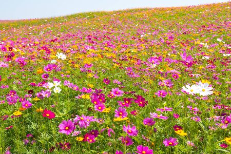 Cosmos flower field. Flower field in summerの写真素材