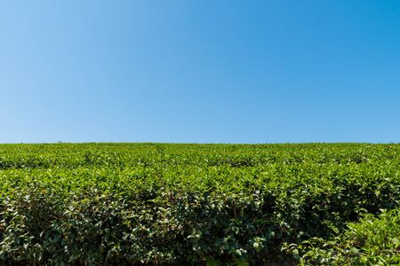 Tea Plantations in thailand.の写真素材